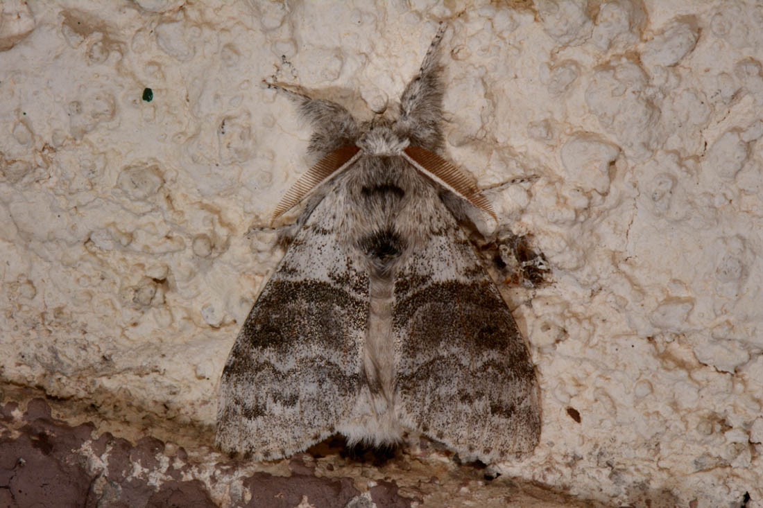 Notodontidae? No, Erebidae Lymantriinae: Calliteara pudibunda